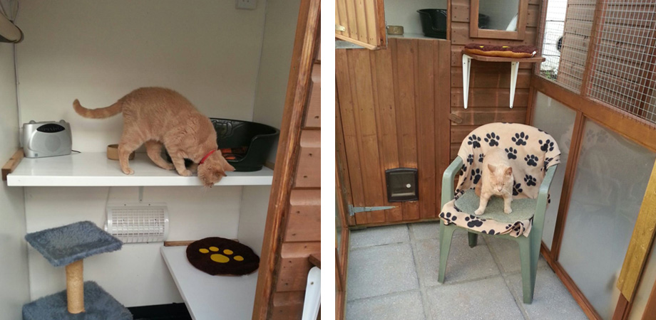 Abbey Lodge Cattery Elburton Plymouth Devon