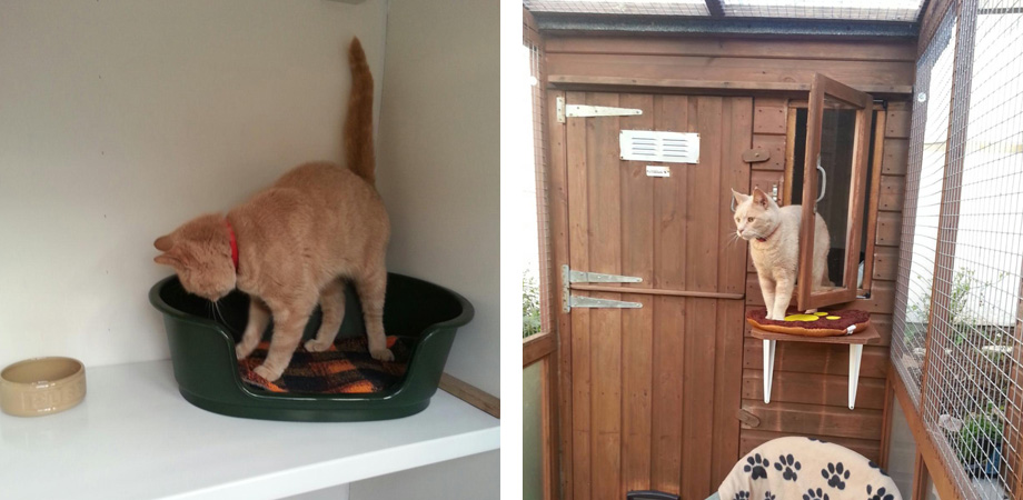 Abbey Lodge Cattery Elburton Plymouth Devon