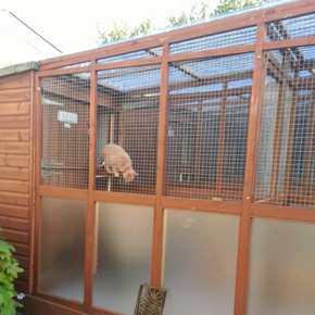 Abbey Lodge Cattery Plymouth