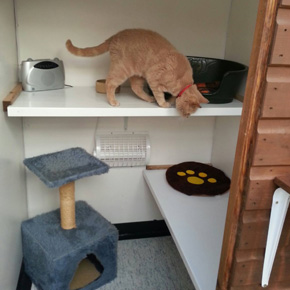 Abbey Lodge Cattery Plymouth